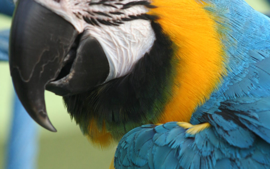 Harley Finds a Macaw to Love, Part 3 of 3