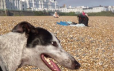 A Greyhound Named Tinkerbell Becomes a Magnet for Love